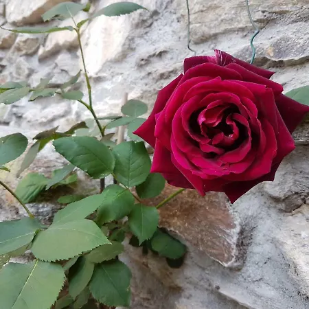 Il Torchio Musso